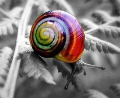 a colorful snail sitting on top of a leaf