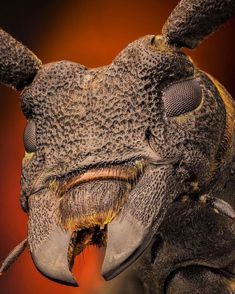 a close up view of an insect's face with its mouth open and eyes closed