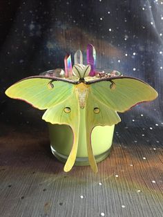 a large yellow moth sitting on top of a green cup filled with water and candles