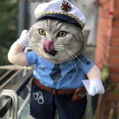 a cat dressed as a sailor with his tongue out