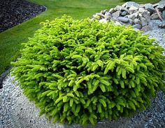 a green plant is in the middle of some gravel and rocks, with grass behind it