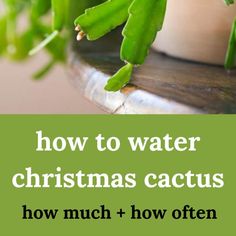 christmas cacus in a pot Hanging Plants Diy, Plant Bugs, Windowsill Garden