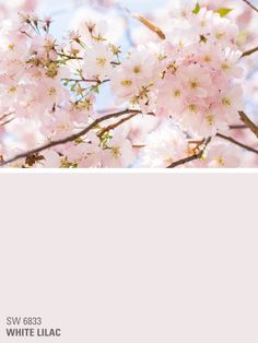 pink flowers are blooming on the tree in front of a blue and white sky