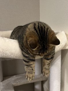 a cat laying on top of a white towel