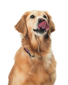 a dog with its tongue hanging out