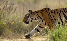 a tiger walking across a dirt road next to tall grass and bushes in the background