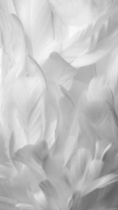 black and white photograph of feathers