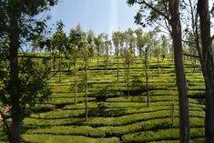 a lush green field covered in lots of trees