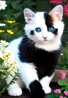 a black and white cat with blue eyes sitting next to flowers