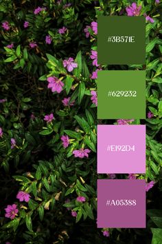 some purple flowers and green leaves on a bush with the words fp0234