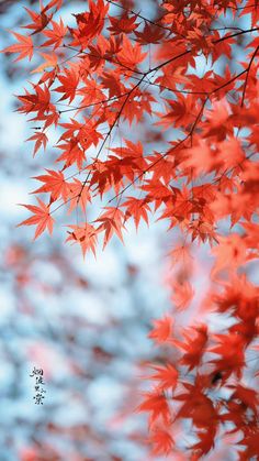 red leaves are hanging from the branches of a tree