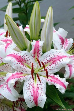 white and pink lilies with green leaves in the foreground, on a gray background