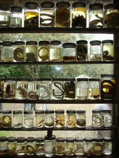 jars filled with different types of food on shelves