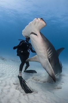 HAMMER SHARK! Baby Great White Shark, Whale Sharks, Beautiful Sea Creatures, Water Animals, Hammerhead Shark, Underwater Creatures