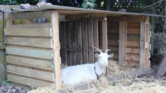 a goat is laying down in a small wooden shed with hay on the ground and trees behind it