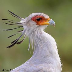 a white bird with red and black feathers on its head, looking at the camera