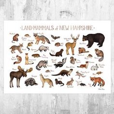 the land mammals and new hampshire poster is displayed on a white wall with wood planks