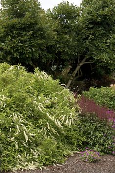 the garden is full of green plants and purple flowers