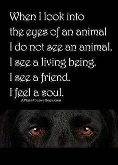 a black dog's face with the words when i look into the eyes of an animal i do not see an animal