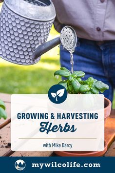 a person pouring water into a potted plant with the words growing and harvesting herbs