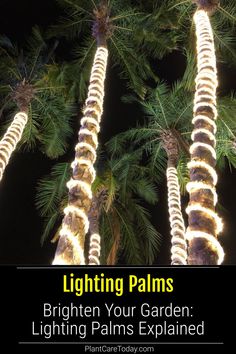 three palm trees are lit up with lights and the words, lighting palms brighten your garden