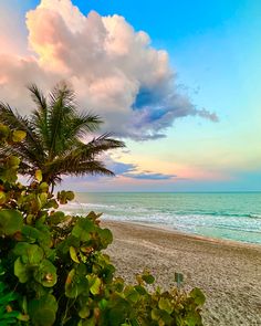 a beach with palm trees and the ocean in the background