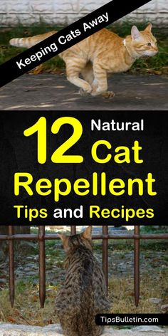 a cat sitting on top of a fence with the words 12 natural cat repellent tips and recipes