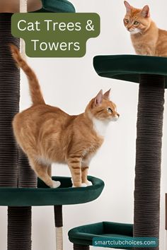 an orange and white cat standing on top of a green scratching tower with the words cat trees & towers above it