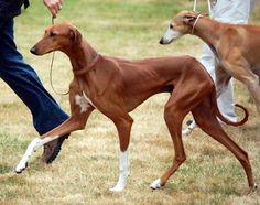 two dogs are running in the grass with their owner and dog on leashes behind them