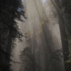 sunbeams shine through the trees in a forest filled with tall, green trees