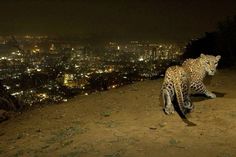 a large leopard walking on top of a dirt hill next to a city at night