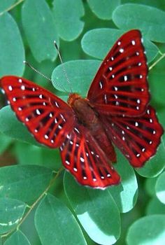 a red butterfly sitting on top of green leaves