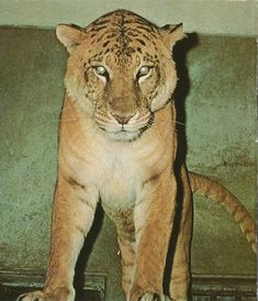 a large tiger standing on top of a hard wood floor next to a green wall