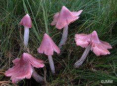 some pink flowers are growing in the grass