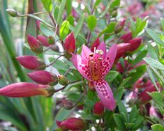 a pink flower with green leaves in the foreground and red flowers in the background