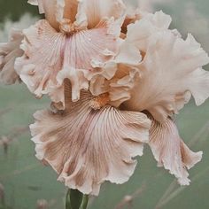 two large pink flowers with water in the background