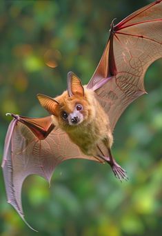 a bat flying through the air with its wings spread