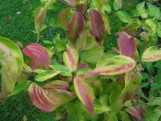 some green and red leaves on a bush in the grass with another plant behind it