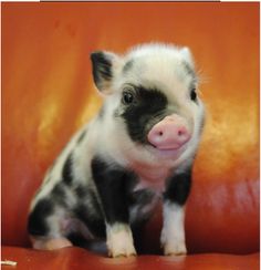 a small black and white pig sitting on top of a leather couch next to an orange wall