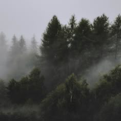 fog in the forest with trees and sheep