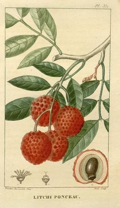 an illustration of some berries hanging from a tree