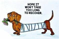 a drawing of a dachshund with a bandage on it's leg