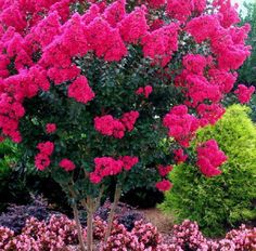 pink flowers are blooming in the garden next to green trees and shrubs, along with shrubbery