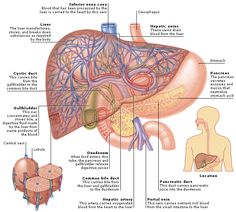 the anatomy of the human body and its major organs, including the liver, stomach, lungs