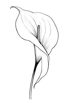 "Calla liliy line drawing illustration. Elegant flower Please note this is an INSTANT DIGITAL DOWNLOAD  NO PHYSICAL PRINT will be shipped to your address. Frame is not included. You will receive 5 High resolution JPG Image files at 300 dpi in the following sizes: File 1:   4:5 Ratio file for printing: in inch: 4x5\" , 8x10\" , 11x14\", 12x15\", 16x20\" in cm: 10x12cm, 20x25cm, 28x35cm, 30x38cm, 40x50cm File 2:  3:4 Ratio file for printing: in inch: 6x8\" , 9x12\" , 12x16\" , 15x20\", 18x24\" in Calla Lily Art, Flor Tattoo, Lilies Drawing, Lily Art, Flower Line Art, Botanical Line Drawing, Travel Art Print, Flower Art Drawing, Wall Art Flower