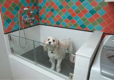 a white dog standing in a bathtub next to a washer and dryer