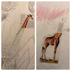 two drawings of giraffes in different stages of their life