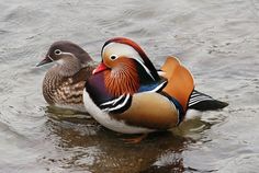 two colorful ducks are swimming in the water near eachother's head and neck