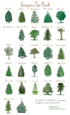 the evergreen tree plant poster is shown with different types of trees and their names on it