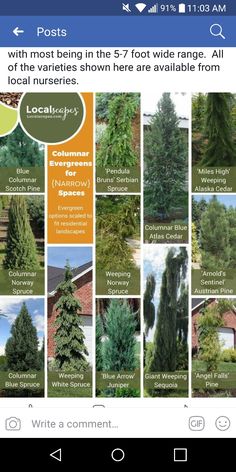 many different types of evergreens in the garden and trees around them are labeled with their names